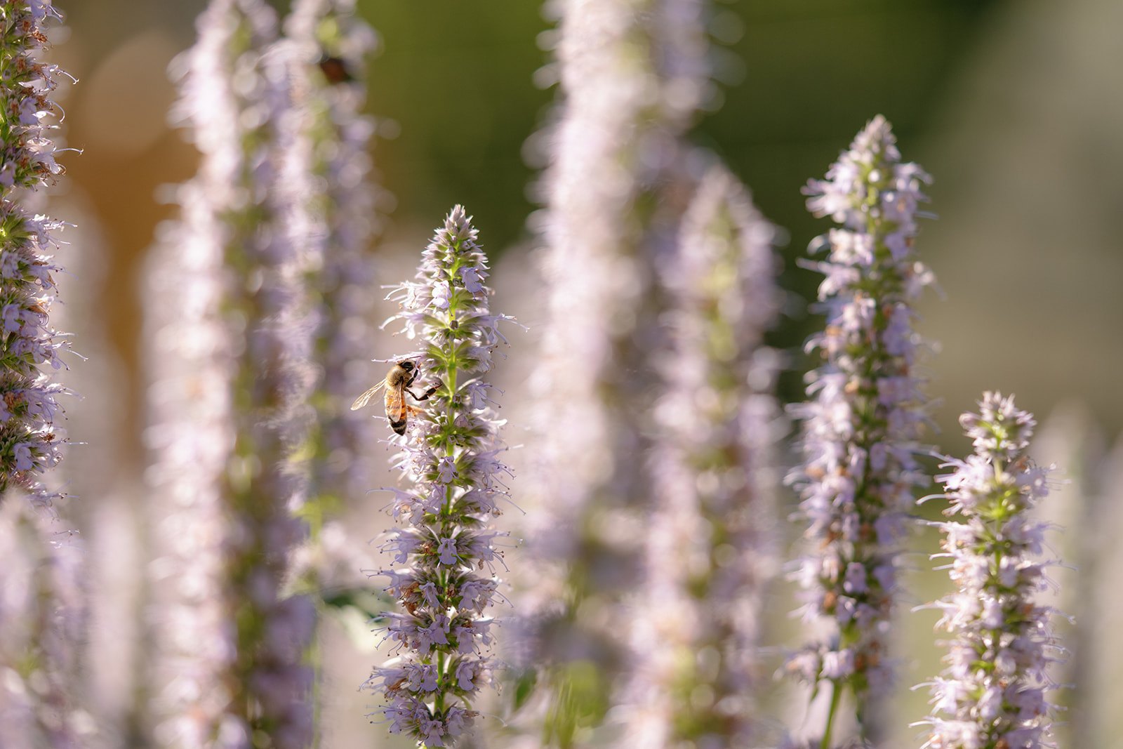 ws included cta lavender