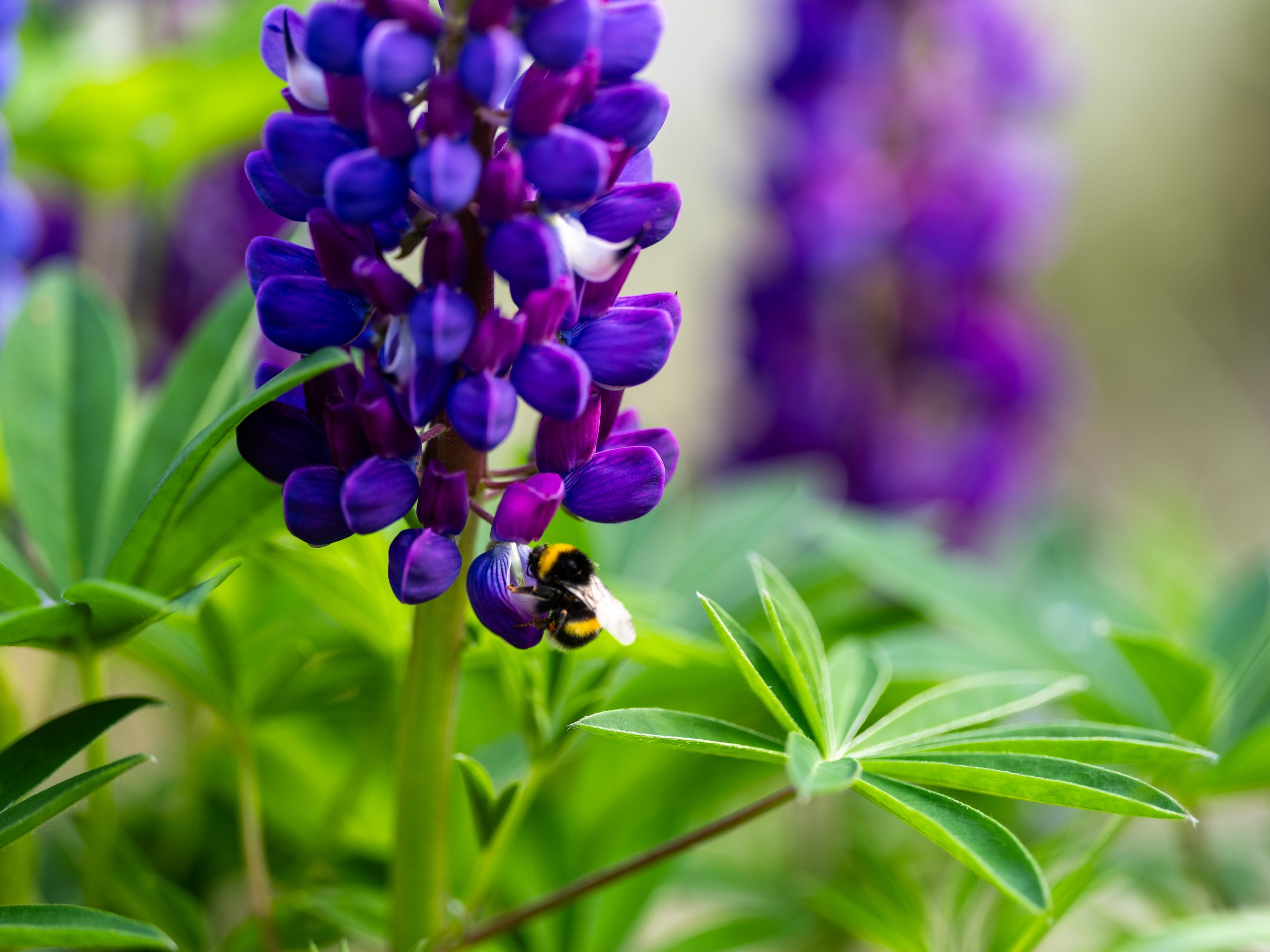 ws bees cta