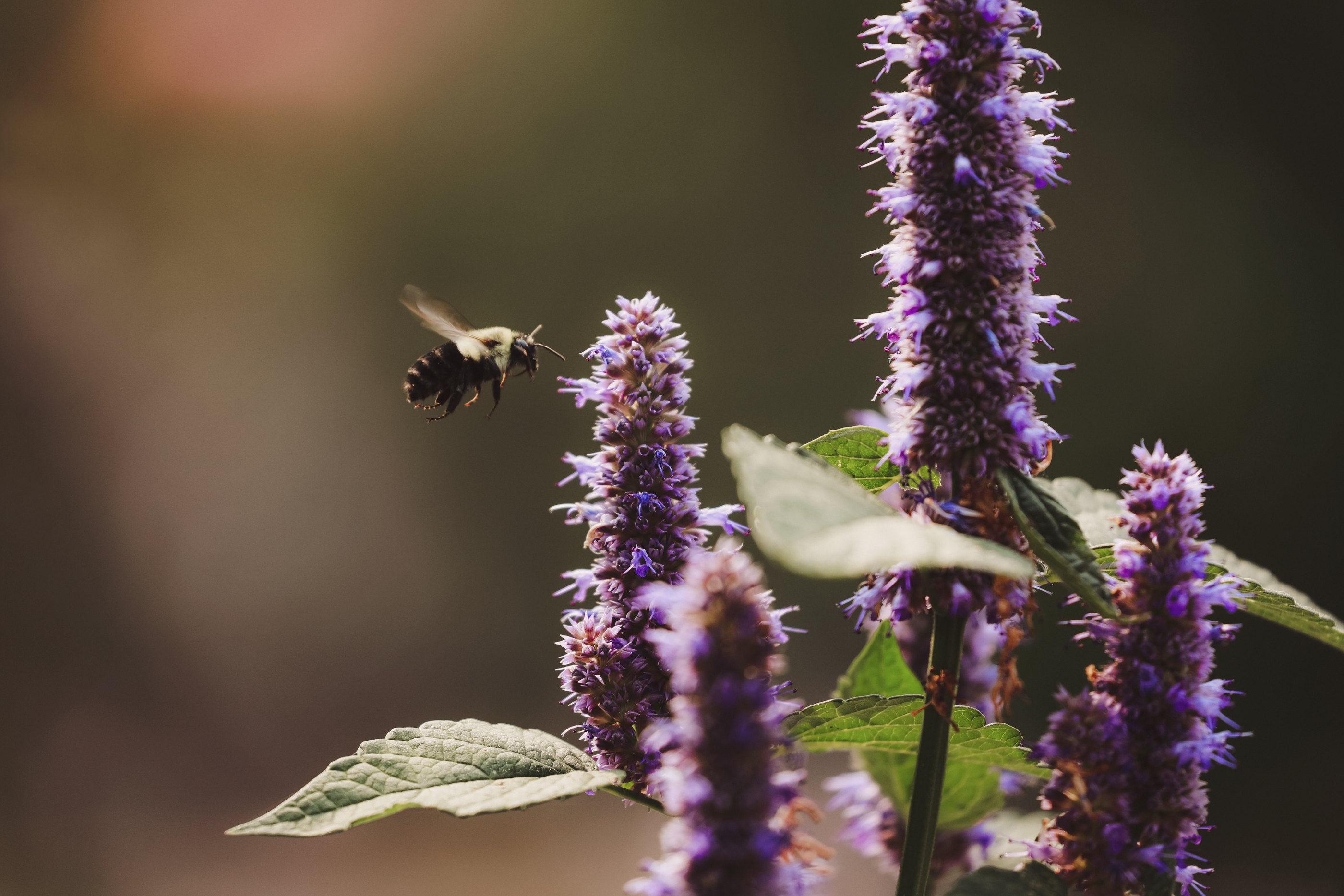 ws bees hero lavender