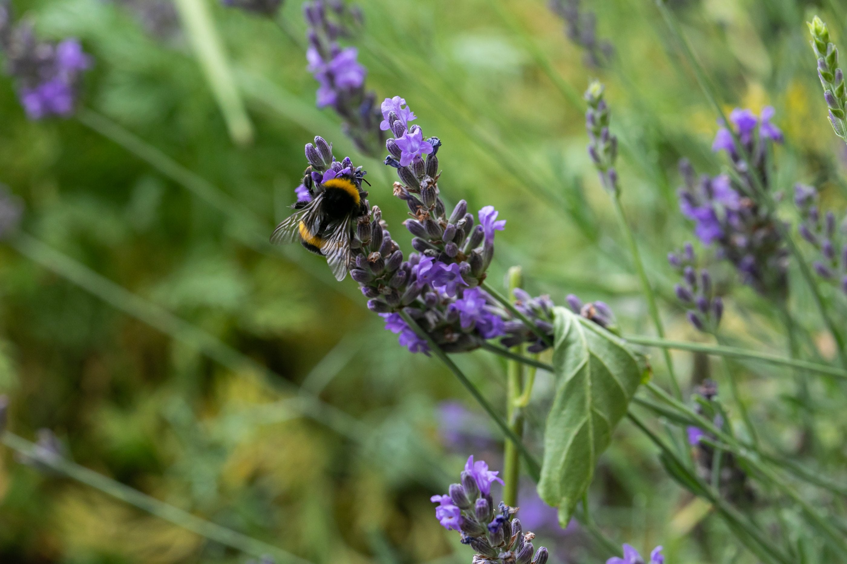 ws bees keystone