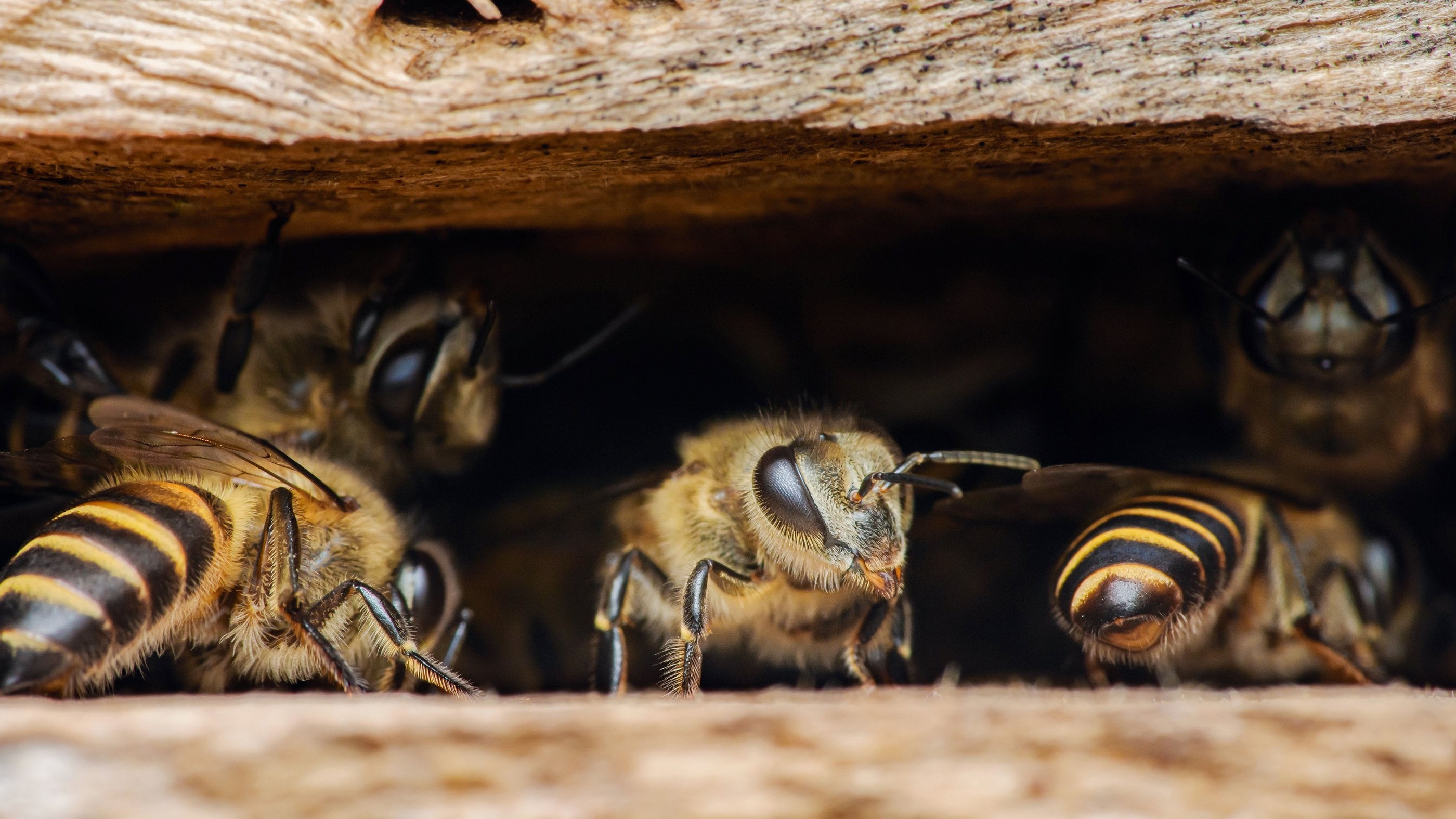 ws bees pressure