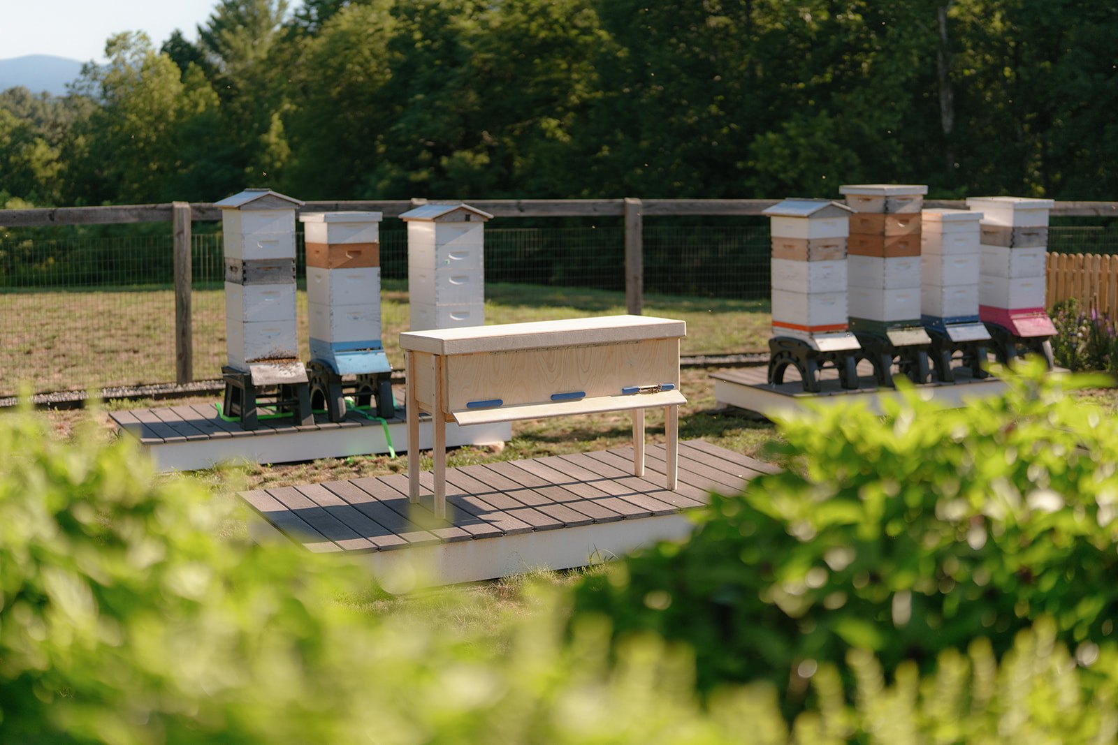 ws compare hero apiary