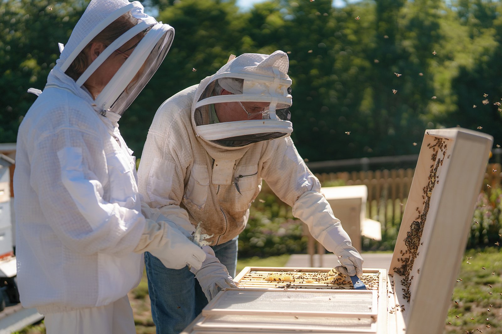 ws hive hero inspection