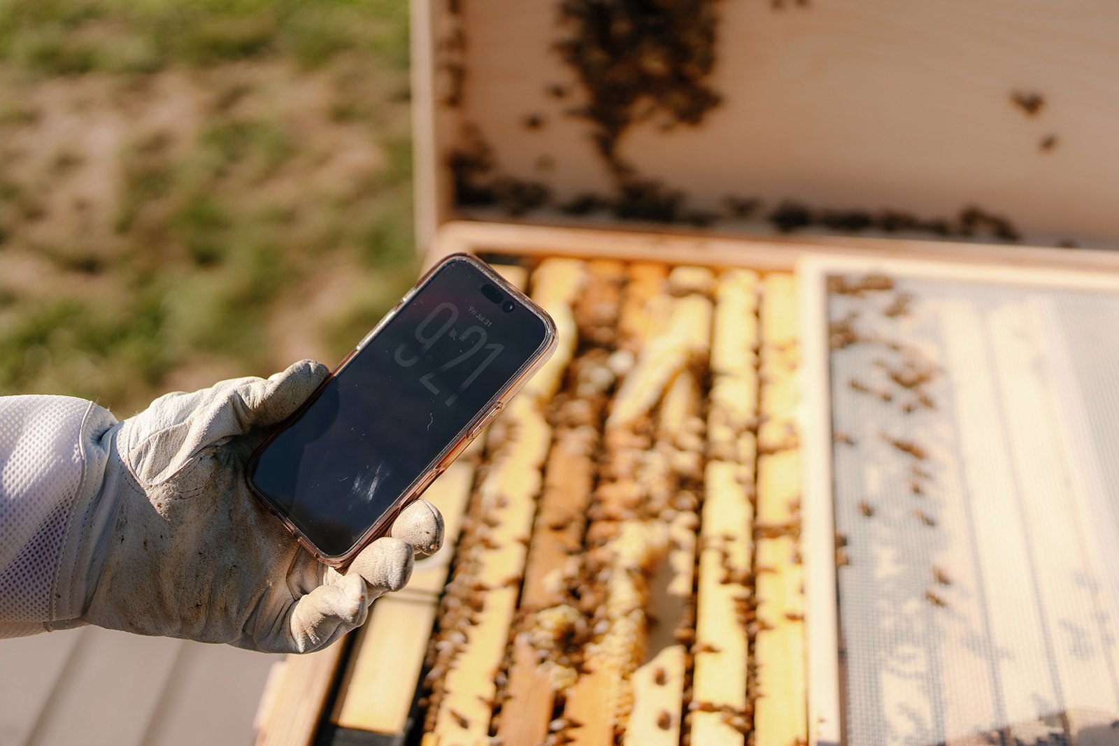 ws hive how built in intelligence