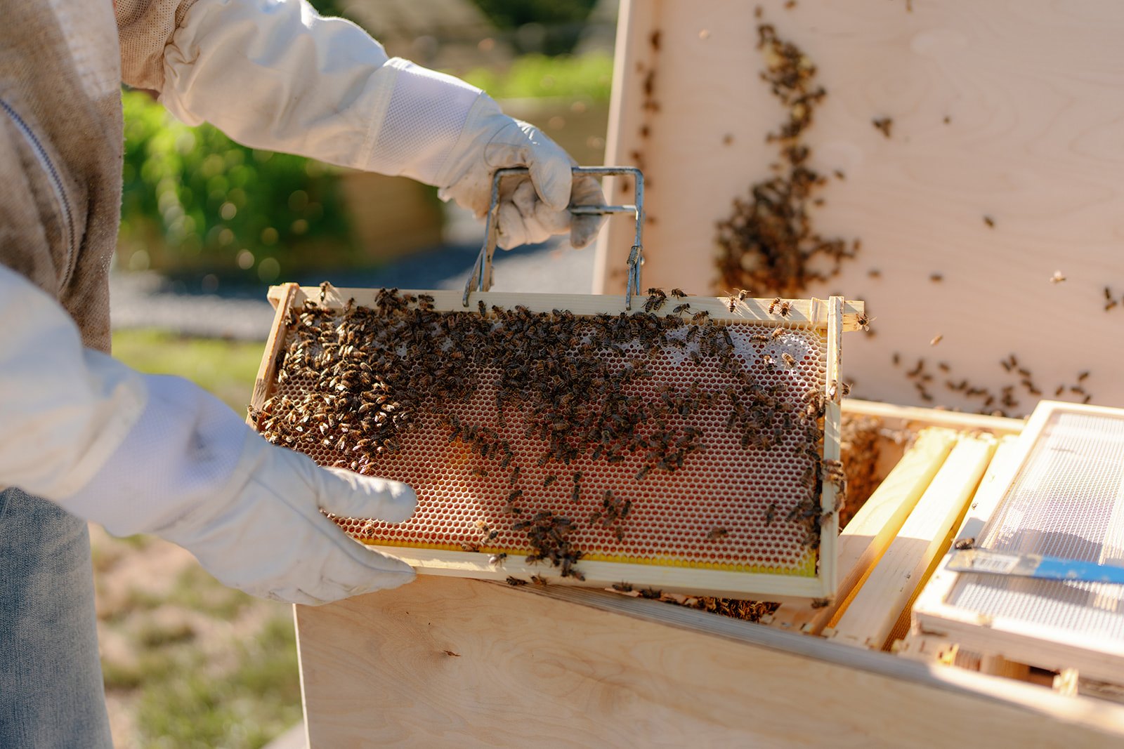ws hive how standard frames