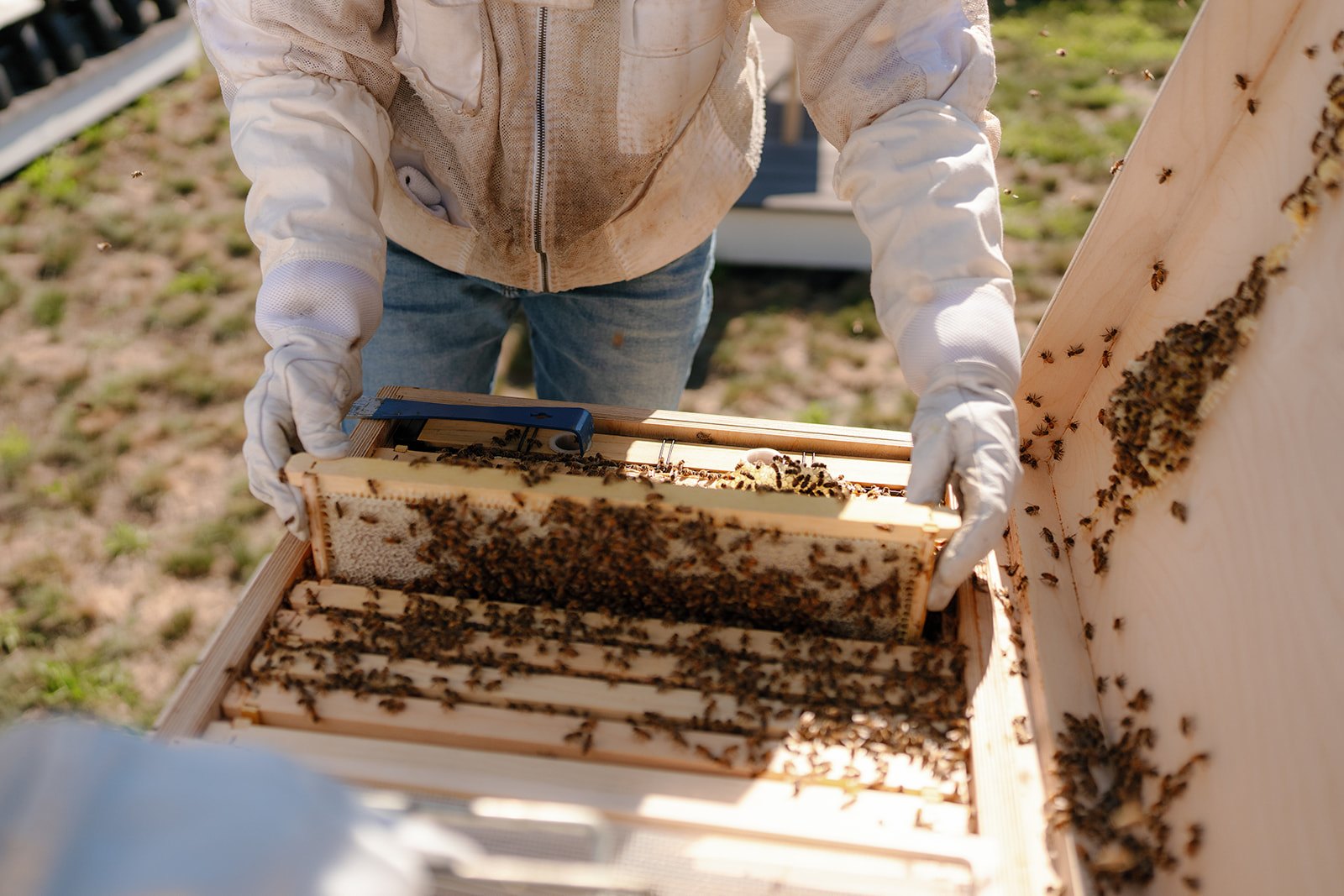 ws included hero open hive
